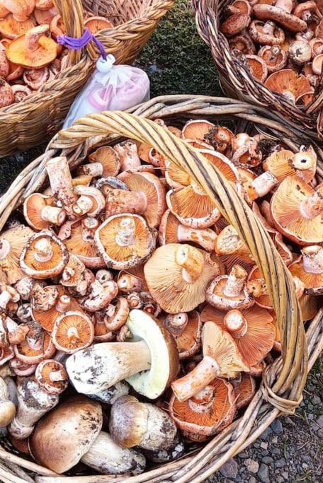شقة El Niuet De Cal Cacuet, La Teva Escapada Rural. Aviá المظهر الخارجي الصورة