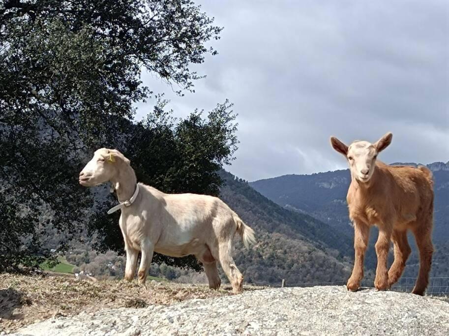 شقة El Niuet De Cal Cacuet, La Teva Escapada Rural. Aviá المظهر الخارجي الصورة